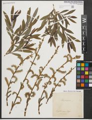 Foto von Salix purpurea L.